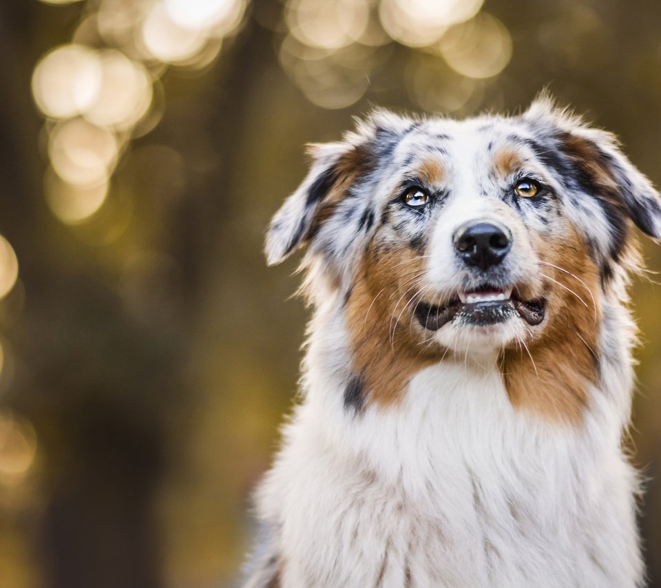 Обои портрет, осень, собака, боке, австралийская овчарка, аусси, portrait, autumn, dog, bokeh, australian shepherd, aussie разрешение 2048x1152 Загрузить