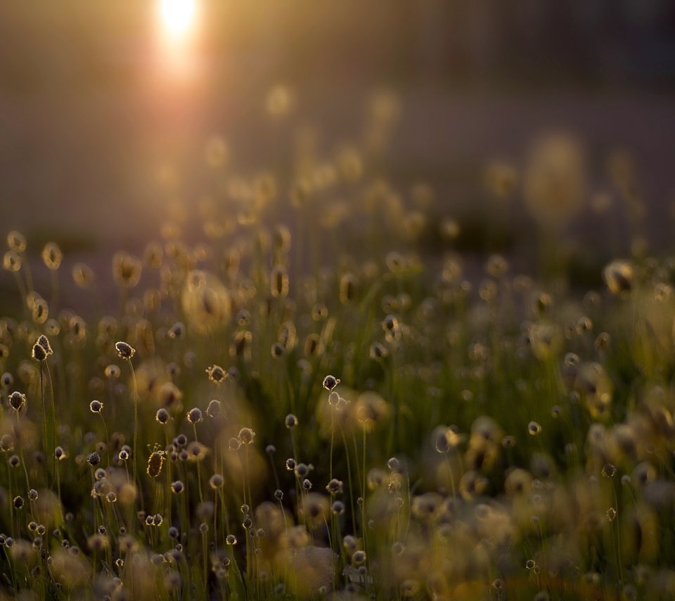 Обои свет, трава, природа, растения, поле, light, grass, nature, plants, field разрешение 4912x3264 Загрузить