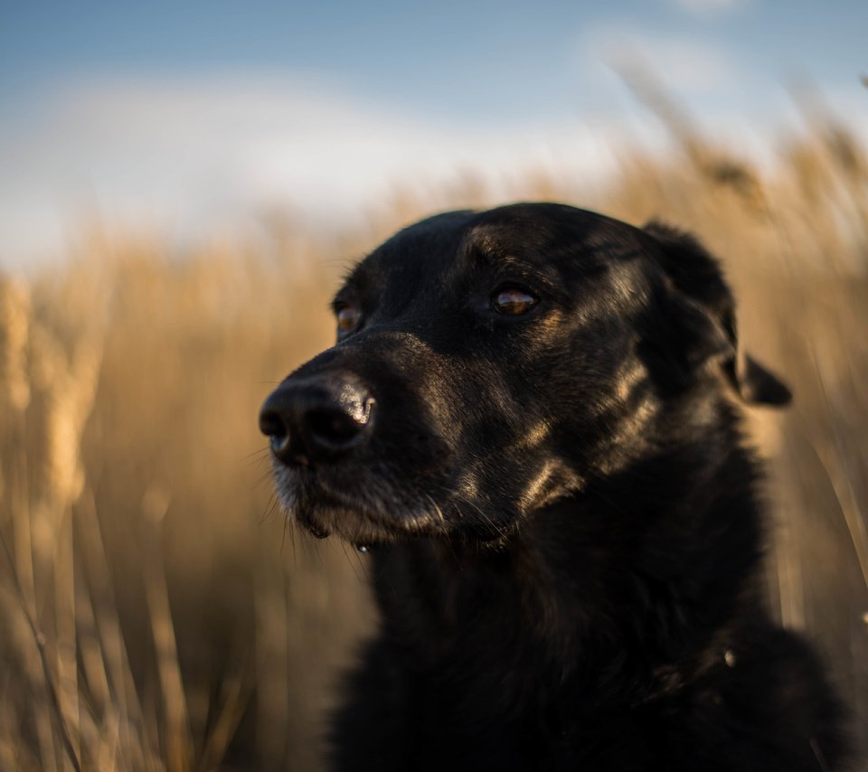 Обои мордочка, взгляд, собака, друг, лабрадор ретривер, muzzle, look, dog, each, labrador retriever разрешение 6016x4016 Загрузить