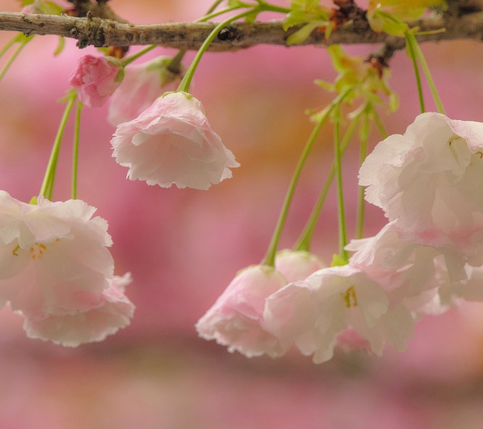 Обои цветы, ветка, цветение, макро, вишня, сакура, flowers, branch, flowering, macro, cherry, sakura разрешение 2048x1365 Загрузить