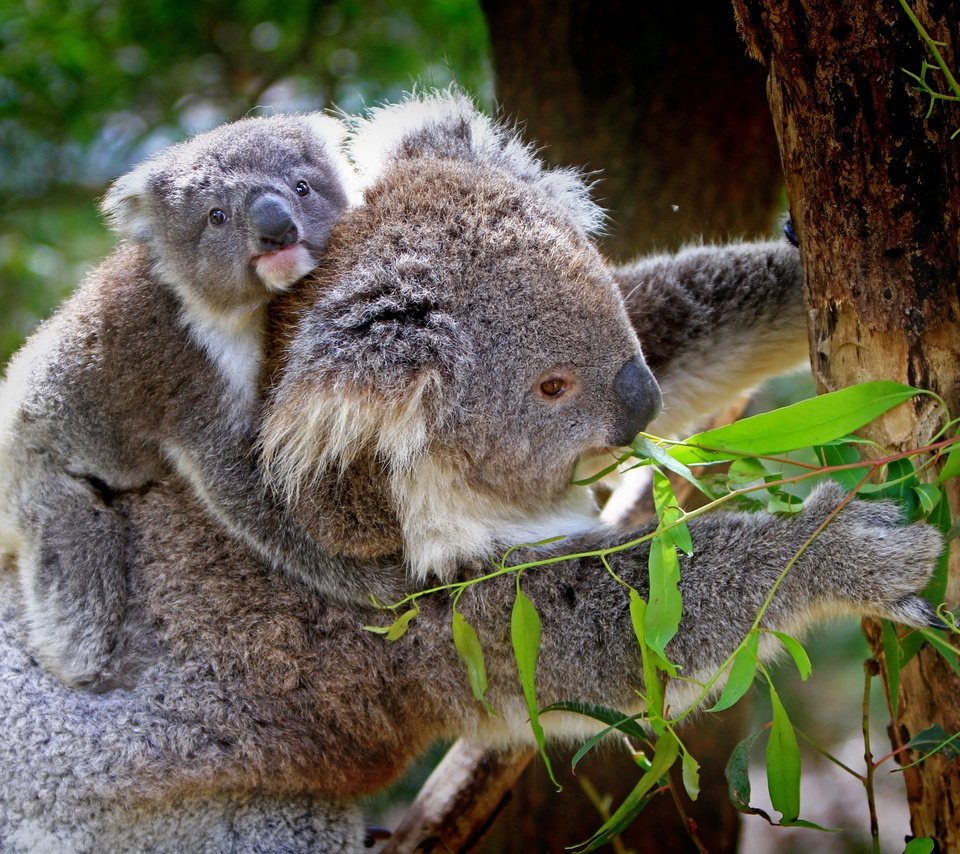 Обои природа, бабмук, дерево, животные, бамбук, детеныш, коала, коалы, эвкалипт, nature, the bamboo, tree, animals, bamboo, cub, koala, koalas, eucalyptus разрешение 4374x2844 Загрузить