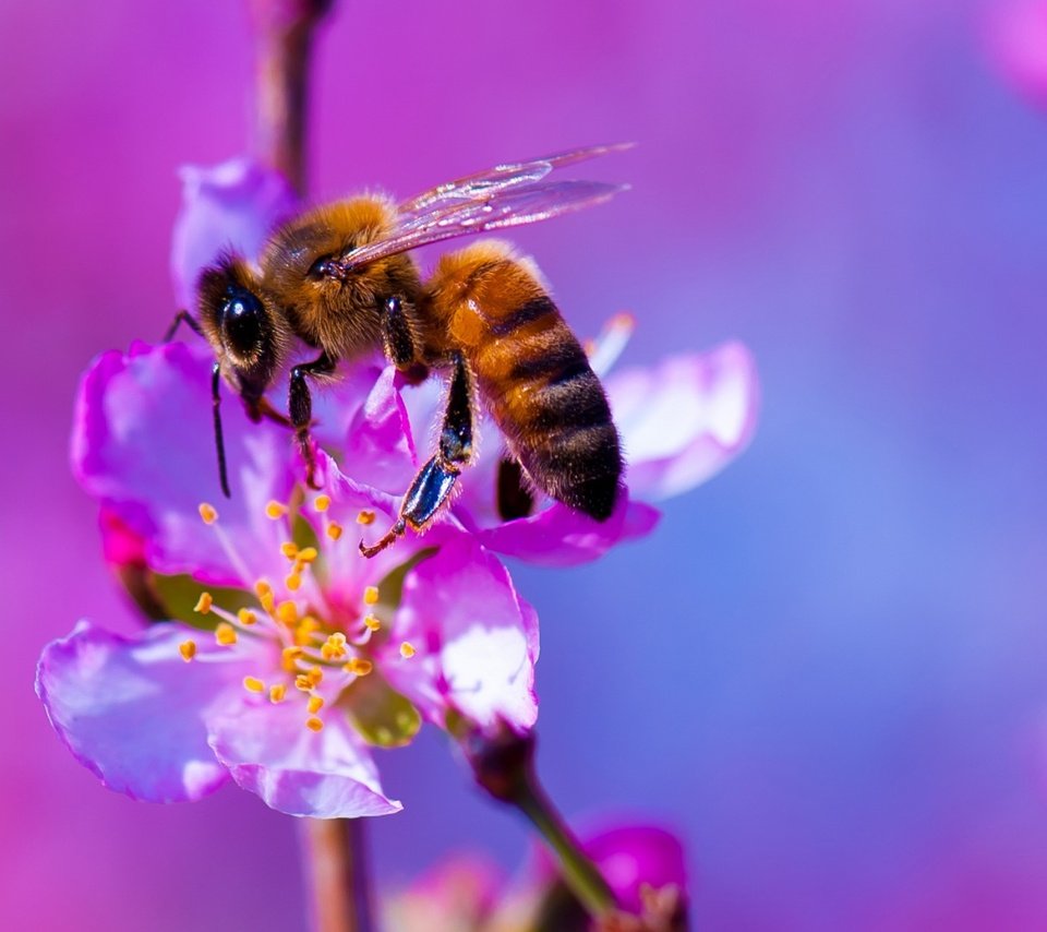 Обои природа, насекомое, цветок, растение, пчела, nature, insect, flower, plant, bee разрешение 2000x1080 Загрузить