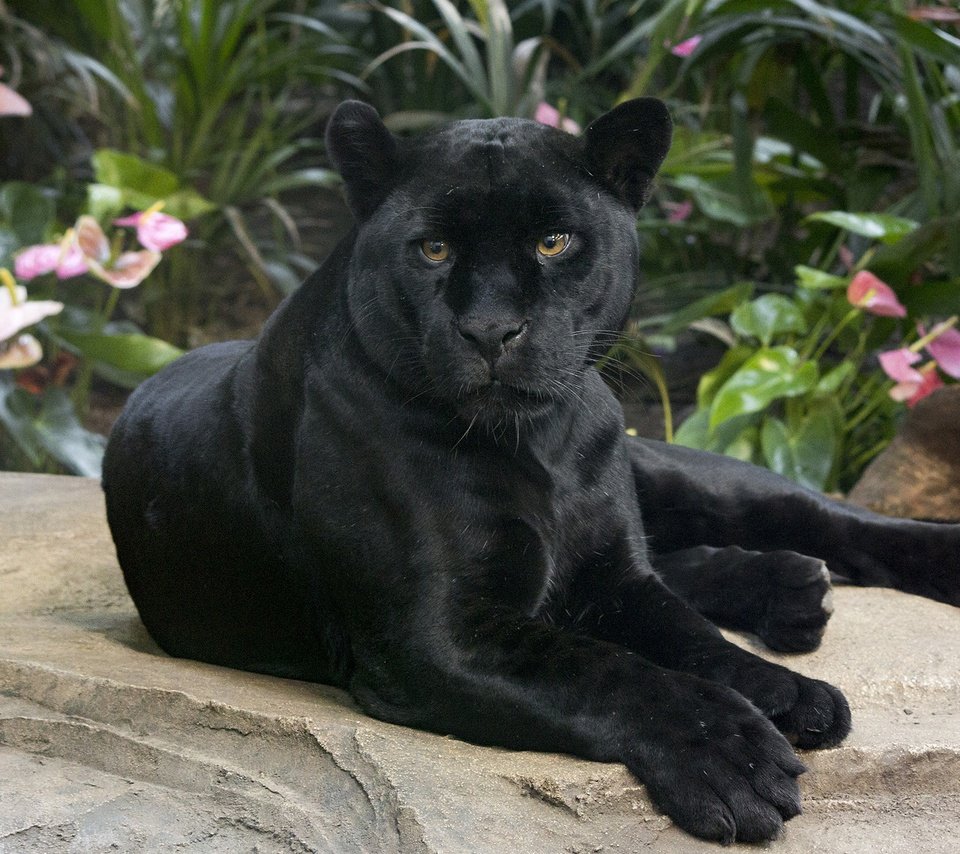 Обои взгляд, хищник, ягуар, пантера, черная, дикая кошка, look, predator, jaguar, panther, black, wild cat разрешение 2100x1400 Загрузить