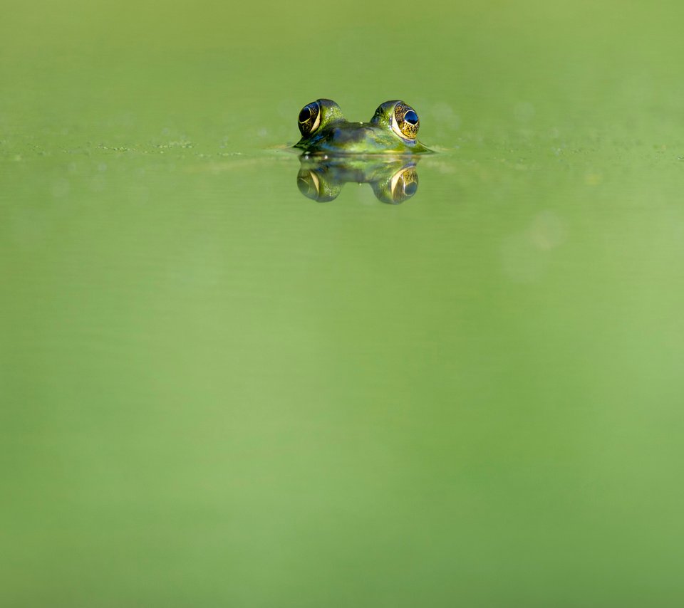 Обои глаза, вода, отражение, животные, лягушка, земноводные, ray hennessy, eyes, water, reflection, animals, frog, amphibians разрешение 4052x2696 Загрузить