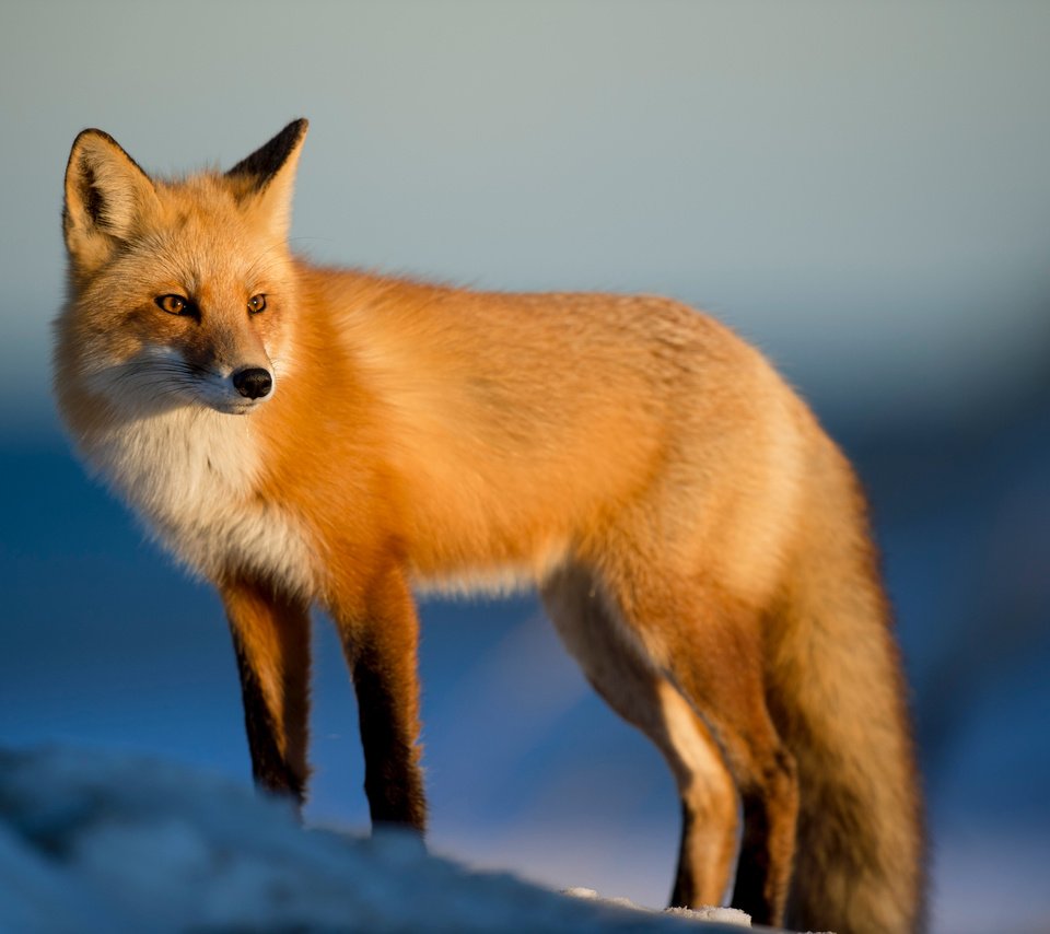 Обои снег, зима, лиса, лисица, животное, ray hennessy, лисица лиса, snow, winter, fox, animal, fox fox разрешение 4928x3280 Загрузить