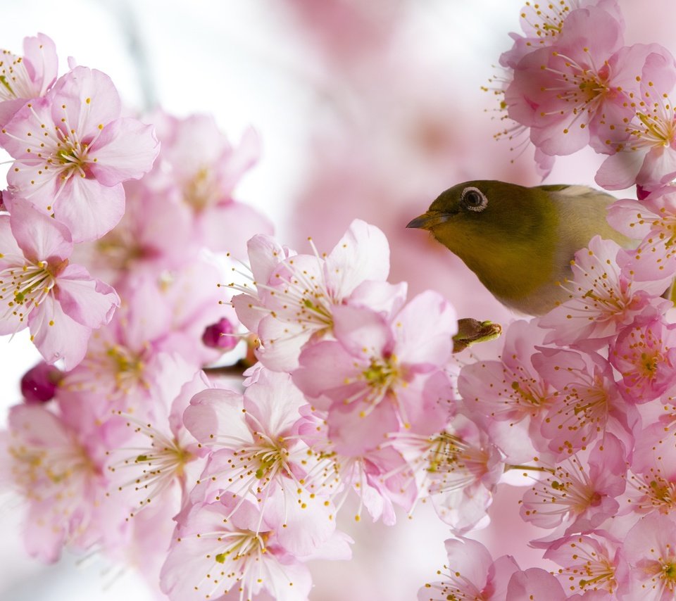 Обои цветение, птица, весна, белоглазка, flowering, bird, spring, white-eyed разрешение 2500x1667 Загрузить