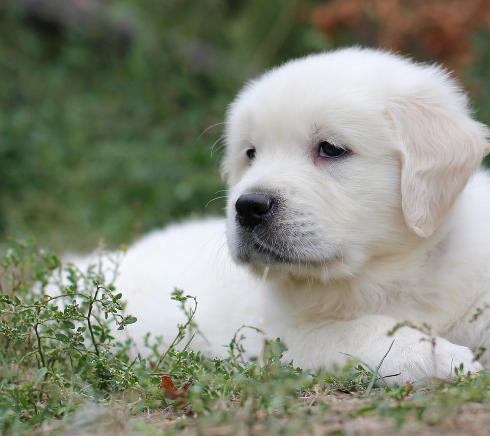 Обои трава, белый, собака, щенок, лабрадор, ретривер, grass, white, dog, puppy, labrador, retriever разрешение 2400x1563 Загрузить