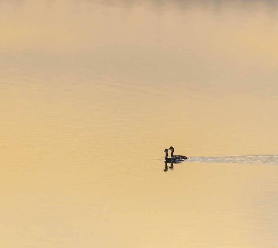 Обои озеро, природа, птицы, утки, lake, nature, birds, duck разрешение 2560x1680 Загрузить