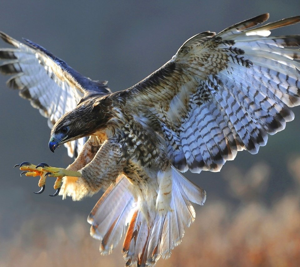 Обои полет, крылья, птица, ястреб, flight, wings, bird, hawk разрешение 1920x1200 Загрузить