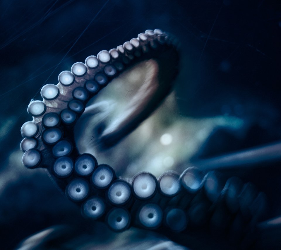 Обои осьминог, под водой, щупальца, подводный мир, присоски, octopus, under water, tentacles, underwater world, sucker разрешение 2560x1600 Загрузить