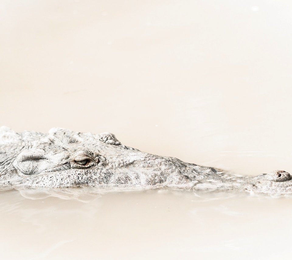 Обои вода, природа, фон, крокодил, water, nature, background, crocodile разрешение 2399x1519 Загрузить