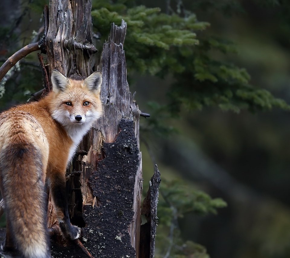 Обои природа, фон, мордочка, взгляд, лиса, лисица, хвост, nature, background, muzzle, look, fox, tail разрешение 1920x1111 Загрузить