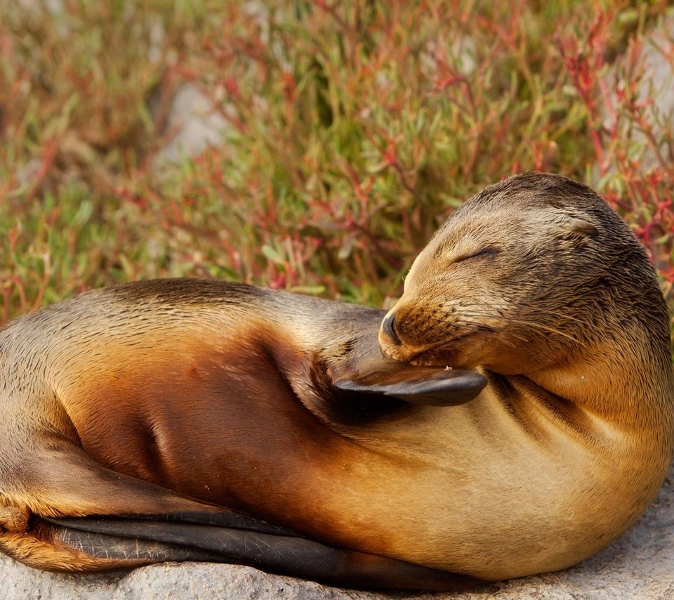 Обои природа, тюлень, морской лев, галапагосские острова, эквадор, nature, seal, sea lion, the galapagos islands, ecuador разрешение 1920x1080 Загрузить