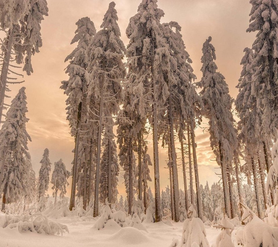 Обои деревья, снег, лес, зима, ели, trees, snow, forest, winter, ate разрешение 2048x1340 Загрузить