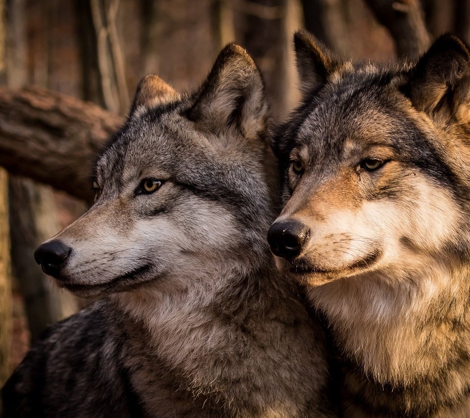 Обои морда, хищник, серые, пара, семья, волки, волк, face, predator, grey, pair, family, wolves, wolf разрешение 2047x1361 Загрузить