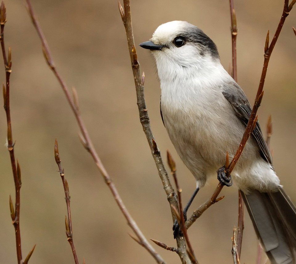 Обои ветка, птица, перья, серая, хвост, сойка, branch, bird, feathers, grey, tail, jay разрешение 1920x1080 Загрузить