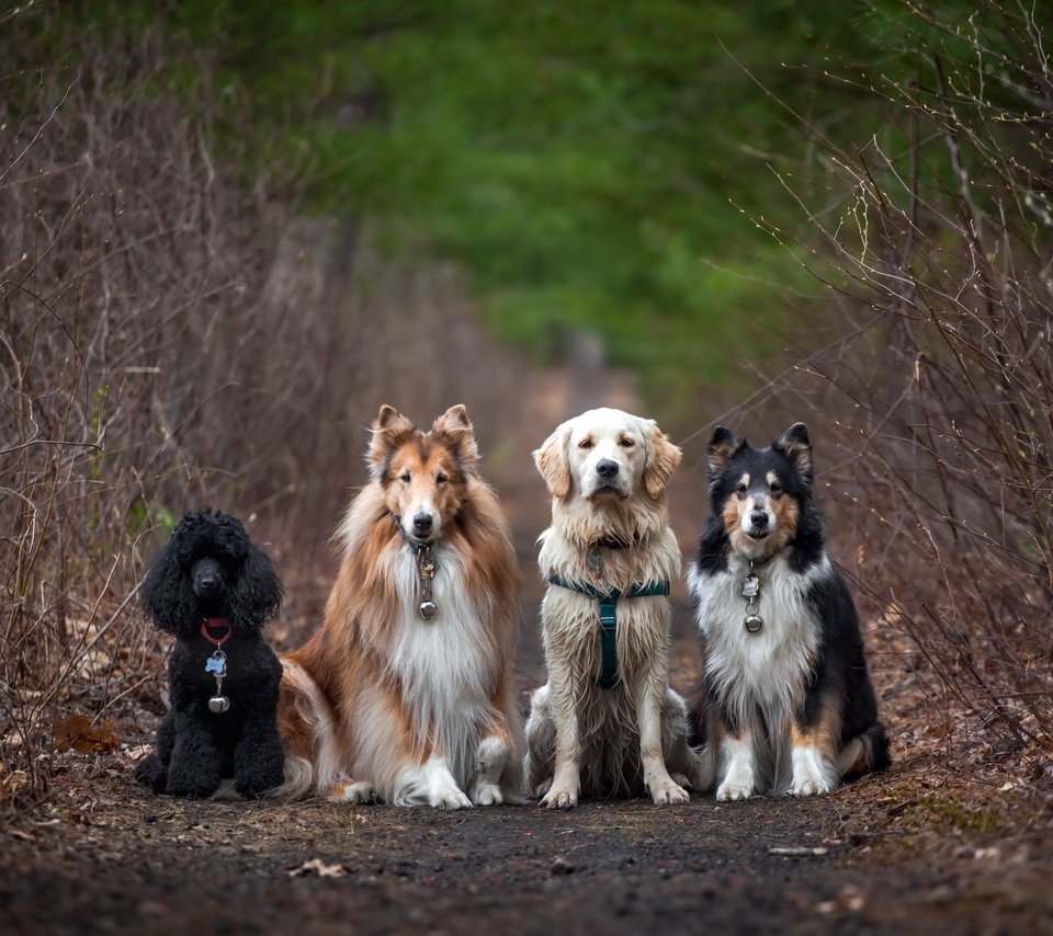 Обои дорога, природа, пудель, друзья, собаки, колли, золотистый ретривер, road, nature, poodle, friends, dogs, collie, golden retriever разрешение 2560x1707 Загрузить