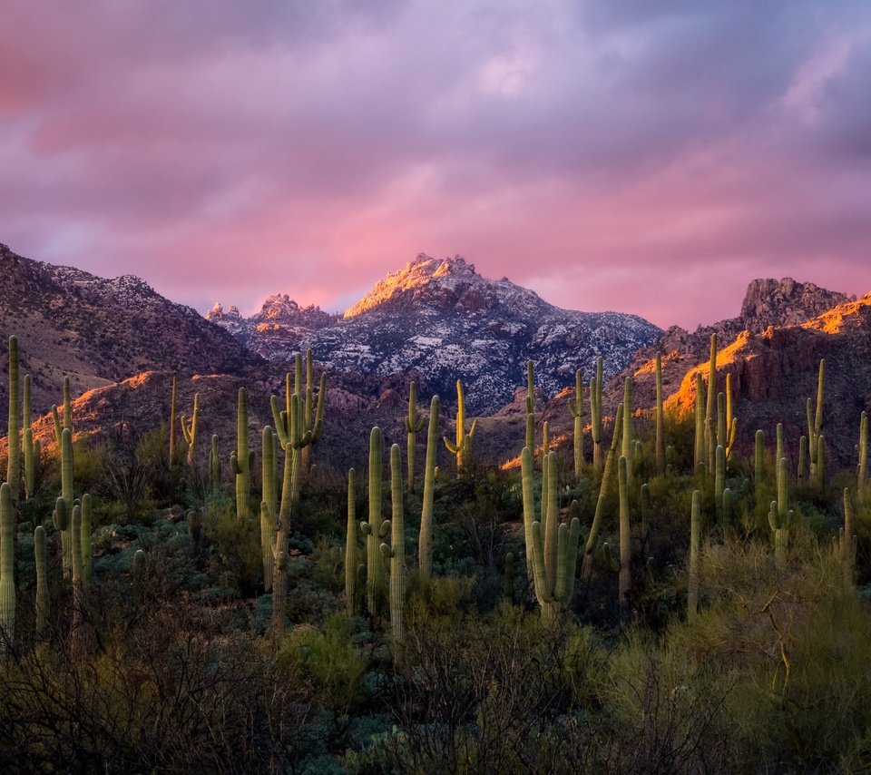 Обои небо, облака, горы, утро, кактусы, the sky, clouds, mountains, morning, cacti разрешение 4956x2788 Загрузить