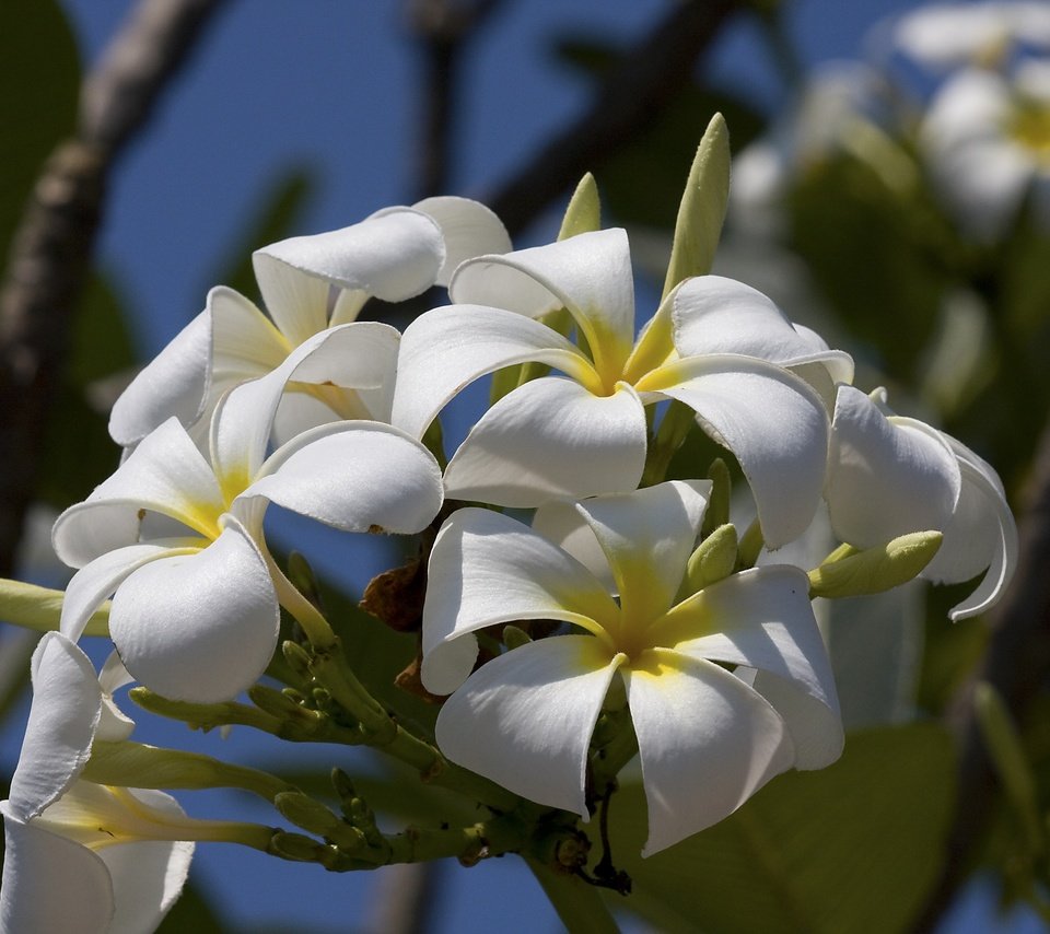 Обои цветы, макро, лепестки, соцветие, плюмерия, бутончики, flowers, macro, petals, inflorescence, plumeria, buds разрешение 3888x2592 Загрузить