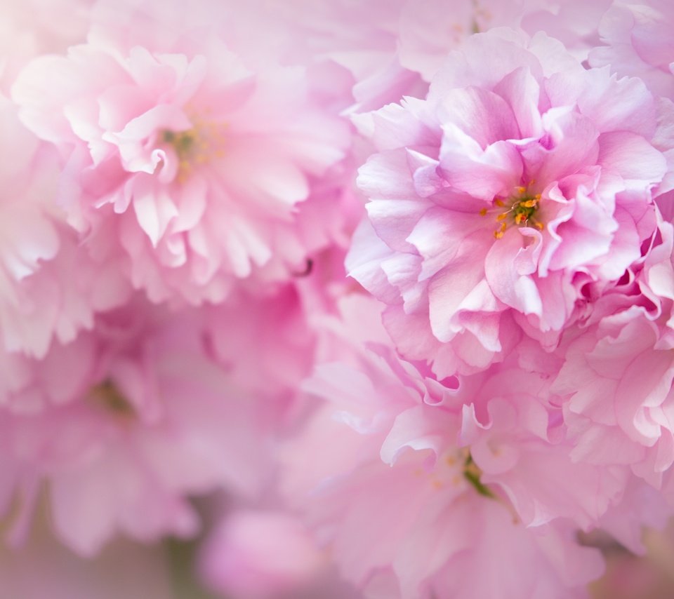 Обои цветение, макро, весна, розовый, сакура, flowering, macro, spring, pink, sakura разрешение 3300x2200 Загрузить