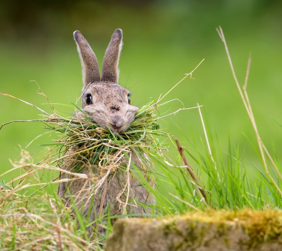 Обои трава, природа, фон, кролик, заяц, nesting rabbit, grass, nature, background, rabbit, hare разрешение 2048x1367 Загрузить