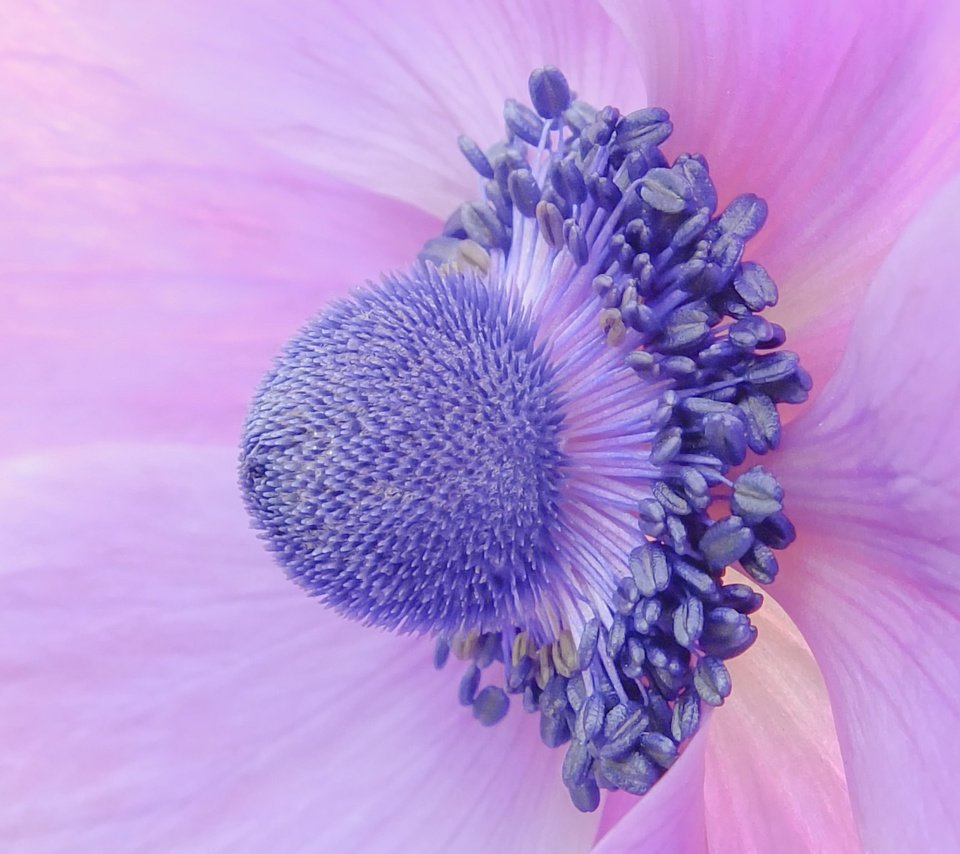 Обои макро, цветок, лепестки, крупным планом, анемона, ветреница, macro, flower, petals, closeup, anemone разрешение 2048x1536 Загрузить