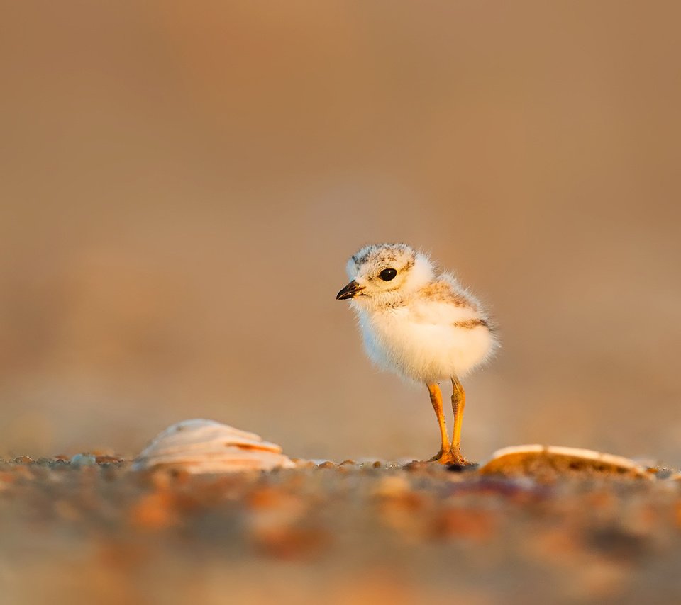 Обои птенец, размытость, птица, клюв, лапки, public domain, жаворонок, chick, blur, bird, beak, legs, lark разрешение 1920x1080 Загрузить