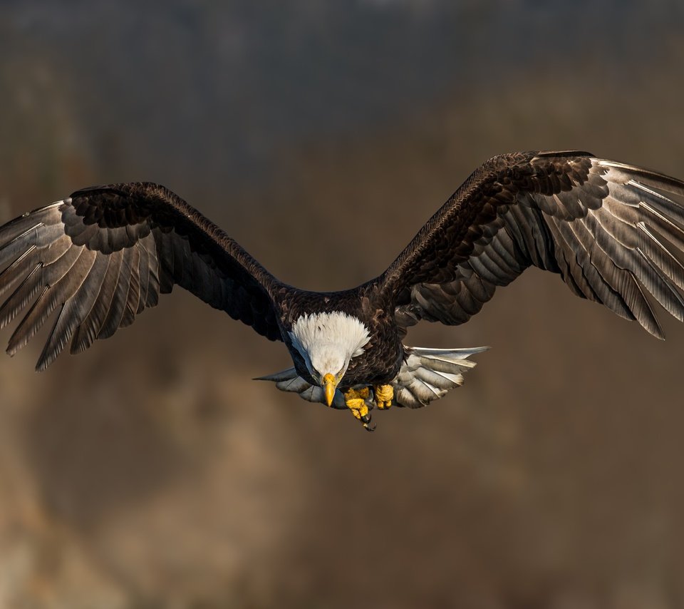 Обои полет, крылья, птица, клюв, белоголовый орлан, flight, wings, bird, beak, bald eagle разрешение 4887x3258 Загрузить