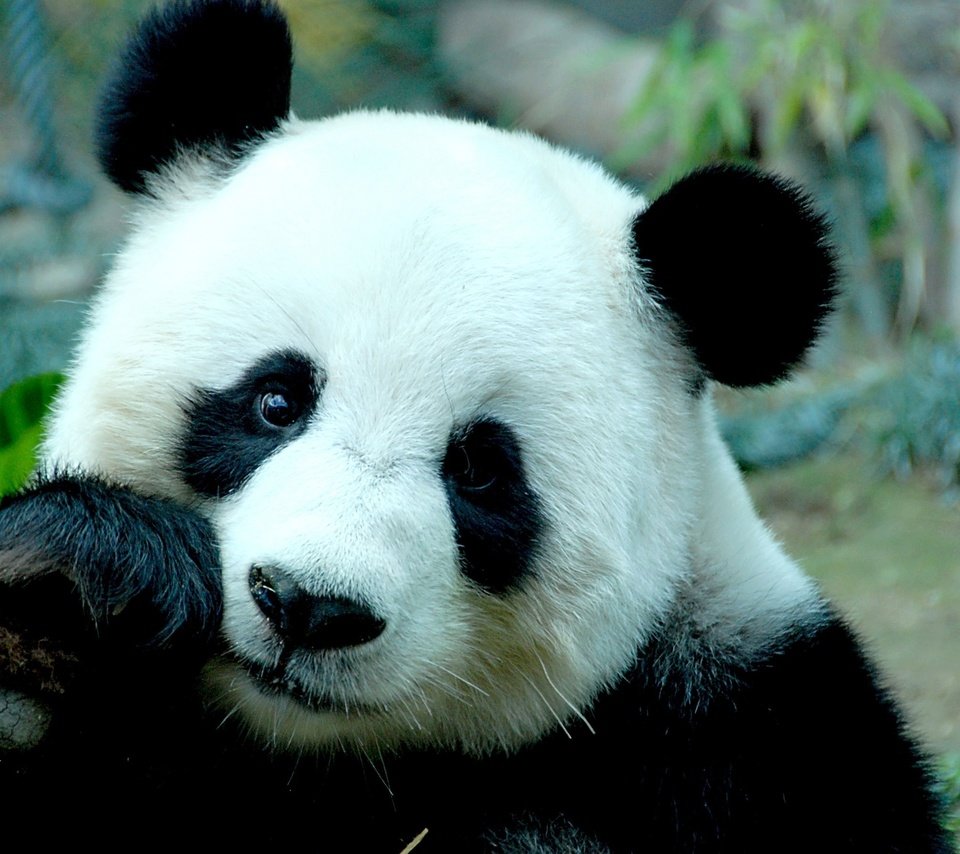 Обои мордочка, взгляд, панда, бамбуковый медведь, большая панда, muzzle, look, panda, bamboo bear, the giant panda разрешение 2880x1800 Загрузить