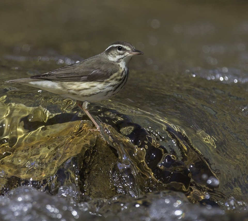 Обои вода, птица, клюв, перья, дрозд, дрозд белобровик, water, bird, beak, feathers, thrush разрешение 2312x1541 Загрузить