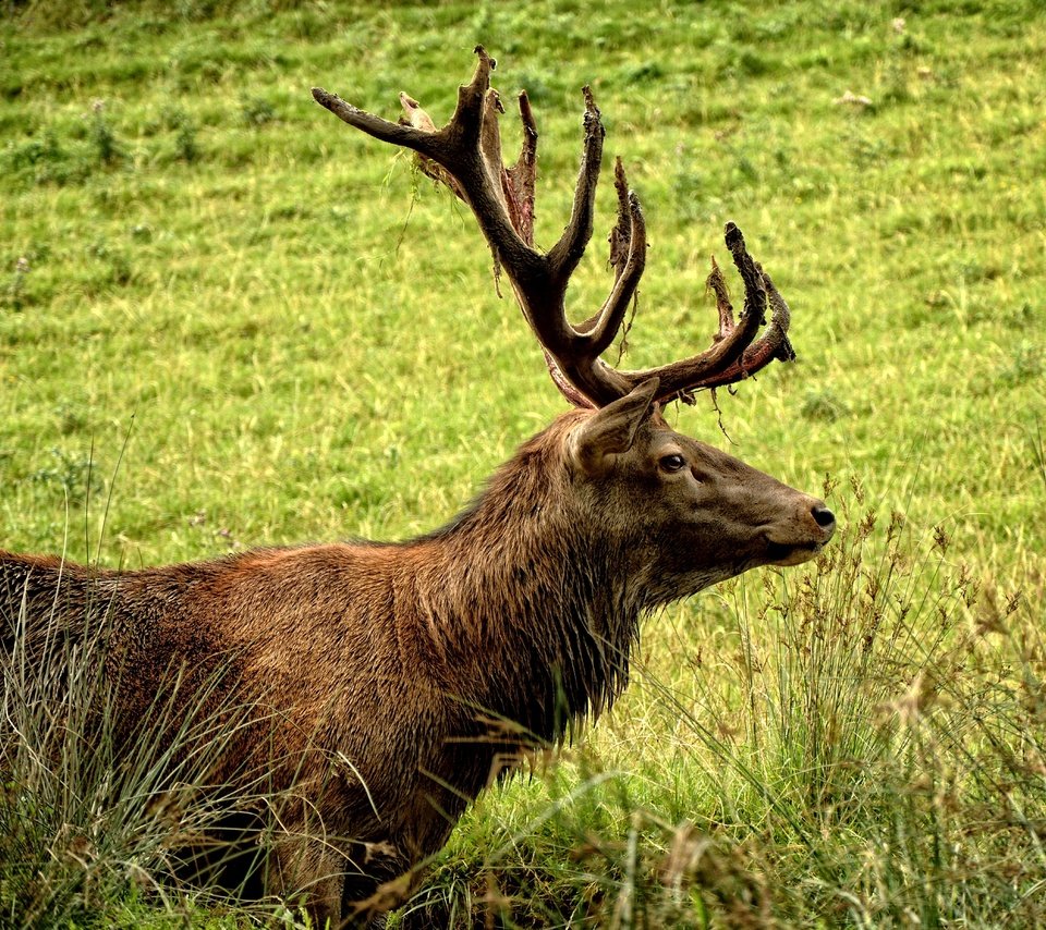 Обои трава, природа, зелень, олень, профиль, рога, grass, nature, greens, deer, profile, horns разрешение 4644x3715 Загрузить