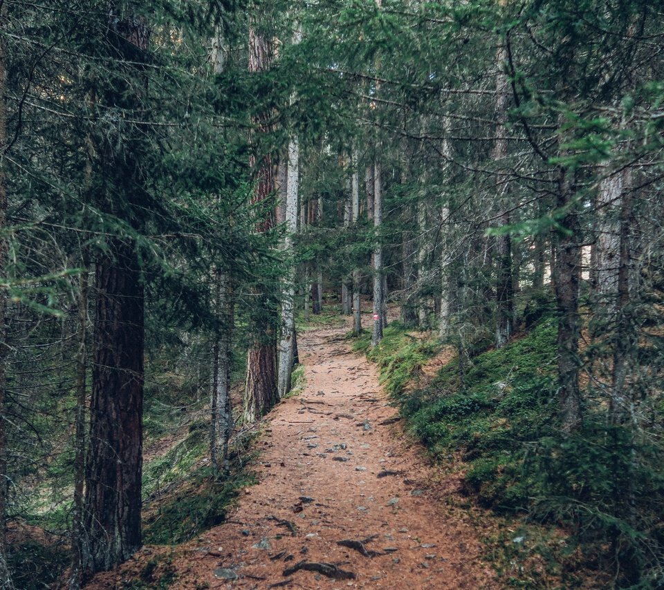 Обои деревья, природа, лес, пейзаж, дорожка, стволы, тропинка, trees, nature, forest, landscape, track, trunks, path разрешение 5472x3078 Загрузить