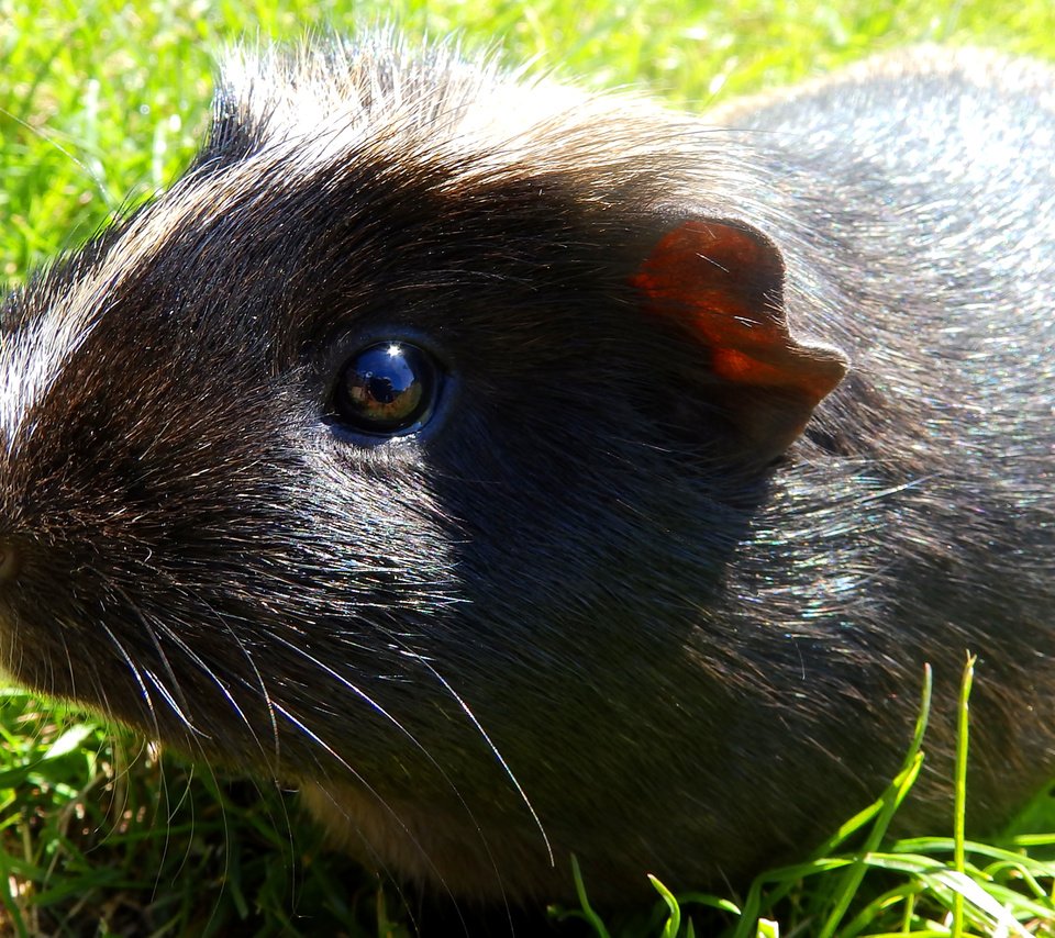 Обои трава, животное, черная, зверек, грызун, морская свинка, grass, animal, black, rodent, guinea pig разрешение 3840x2160 Загрузить