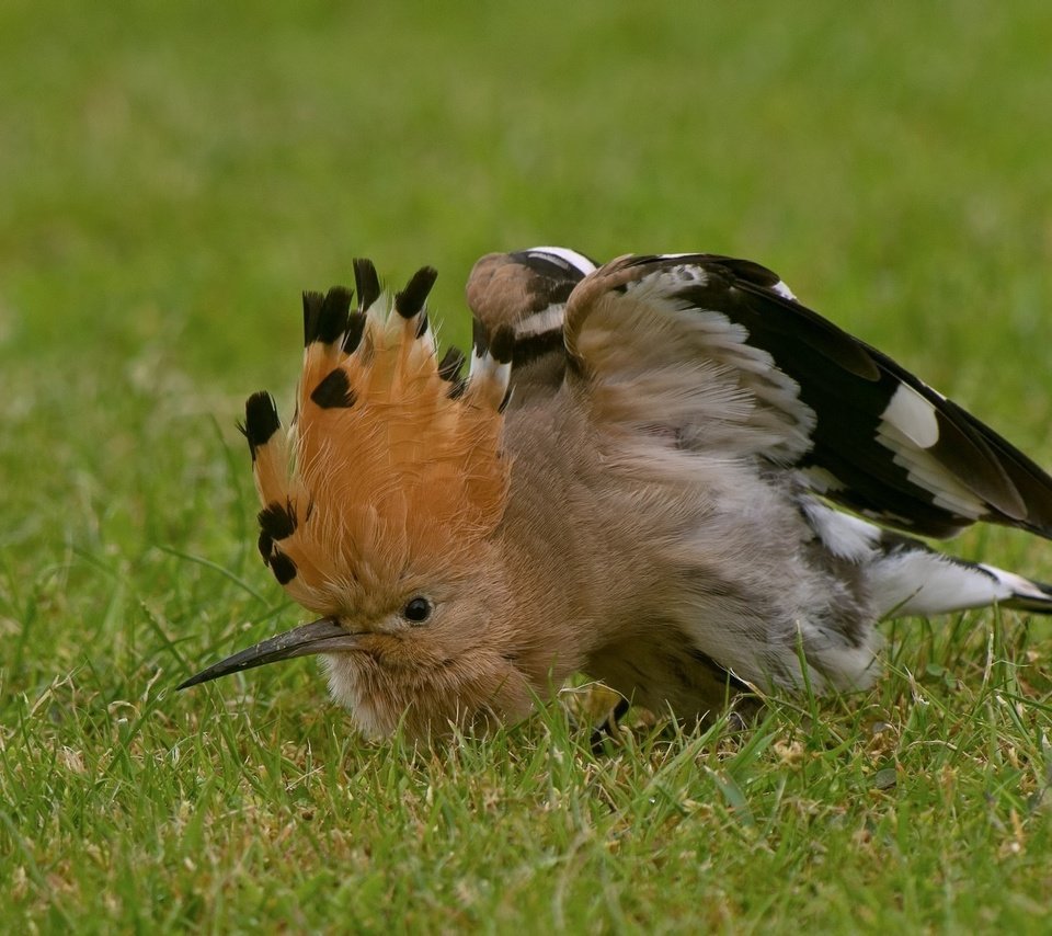 Обои трава, птица, клюв, перья, удод, grass, bird, beak, feathers, hoopoe разрешение 2048x1316 Загрузить