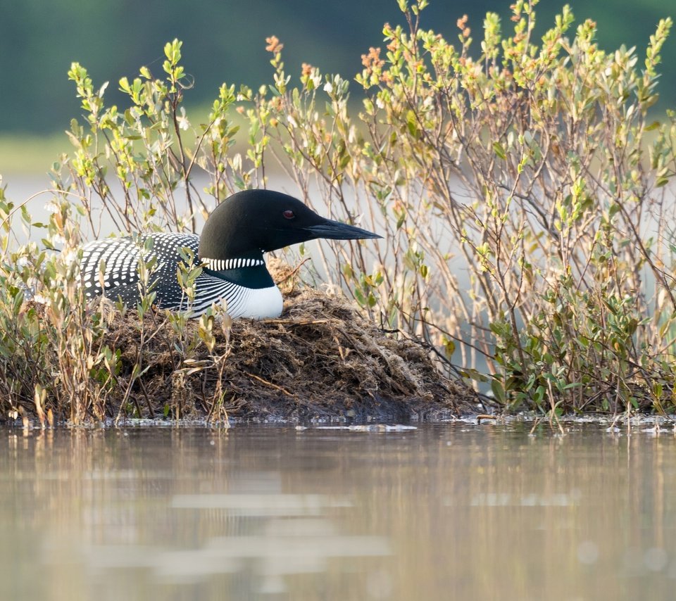 Обои трава, природа, водоем, птица, клюв, черноклювая гагара, гагара, grass, nature, pond, bird, beak, chernokova loon, loon разрешение 2048x1293 Загрузить