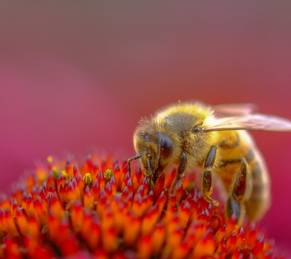 Обои насекомое, цветок, пчела, пыльца, эхинацея, insect, flower, bee, pollen, echinacea разрешение 2955x1741 Загрузить