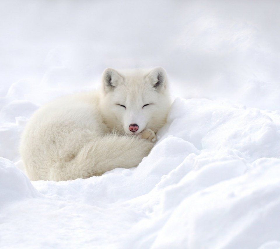 Обои снег, зима, песец, полярная лисица, snow, winter, fox, polar fox разрешение 1920x1080 Загрузить