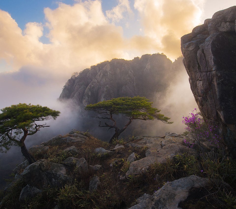 Обои туман, небо, цветы, облака, деревья, горы, скалы, природа, утро, fog, the sky, flowers, clouds, trees, mountains, rocks, nature, morning разрешение 1920x1200 Загрузить