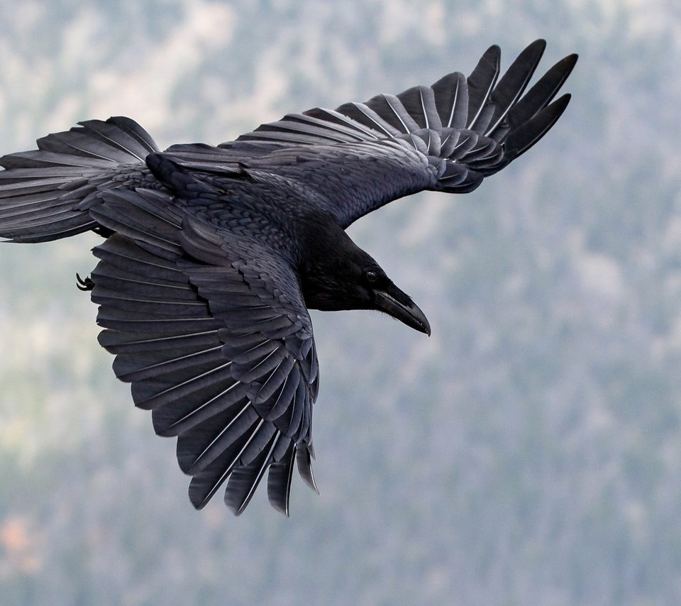 Обои полет, крылья, птица, клюв, ворон, flight, wings, bird, beak, raven разрешение 2048x1152 Загрузить