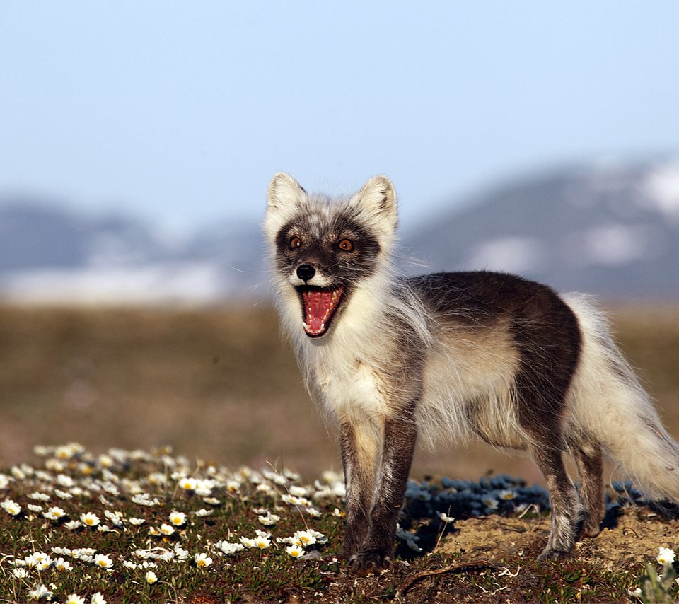 Обои природа, фон, россия, песец, полярная лисица, остров врангеля, nature, background, russia, fox, polar fox, wrangel island разрешение 1920x1080 Загрузить