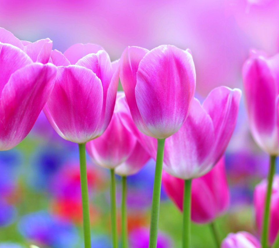 Обои цветы, лепестки, тюльпаны, розовые, стебли, flowers, petals, tulips, pink, stems разрешение 3840x2400 Загрузить