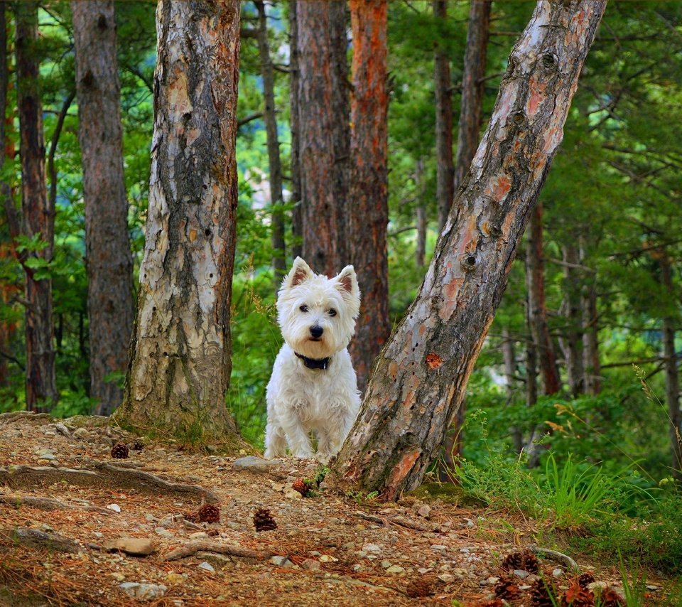 Обои собака, вест-хайленд-уайт-терьер, dog, the west highland white terrier разрешение 3002x1828 Загрузить