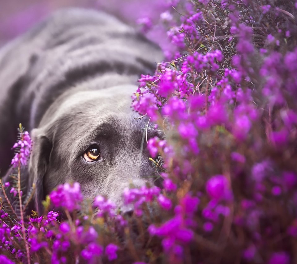 Обои грусть, взгляд, собака, лабрадор, ретривер, лежа, фиолетовые цветы, sadness, look, dog, labrador, retriever, lying, purple flowers разрешение 1920x1147 Загрузить