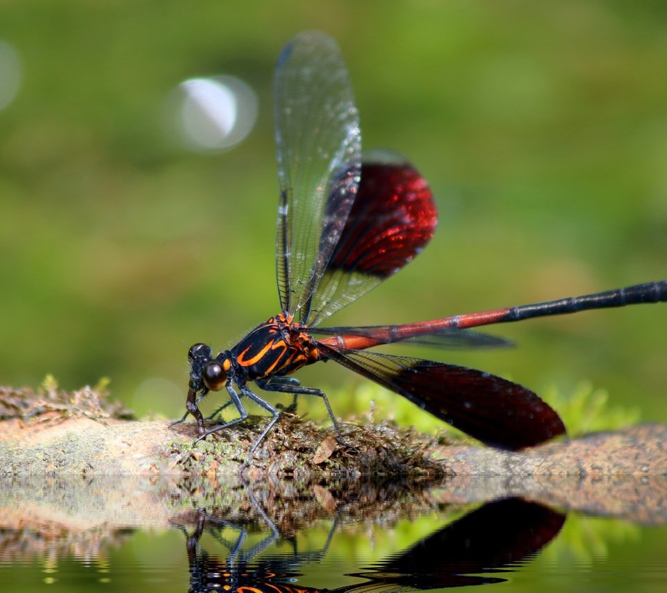 Обои насекомое, крылья, стрекоза, insect, wings, dragonfly разрешение 4852x3235 Загрузить