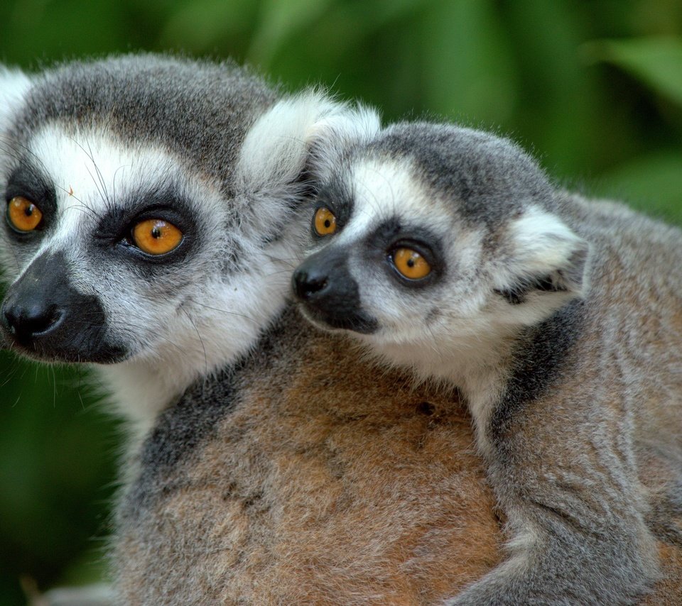 Обои мордочка, взгляд, лемуры, лемур, детеныш, кошачий лемур, катта, muzzle, look, lemurs, lemur, cub, a ring-tailed lemur, katta разрешение 4000x2399 Загрузить