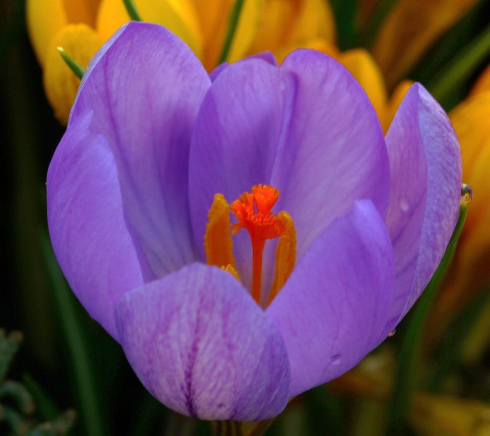 Обои макро, лепестки, весна, крокус, macro, petals, spring, krokus разрешение 4824x3030 Загрузить