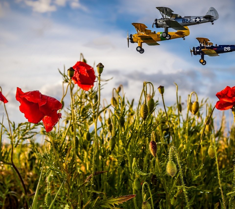 Обои небо, маки, цветы, облака, полет, поле, лето, авиация, самолеты, the sky, maki, flowers, clouds, flight, field, summer, aviation, aircraft разрешение 2048x1152 Загрузить