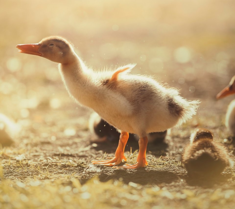 Обои птенец, утенок, природа, птицы, клюв, перья, утята, утки, птенцы, chick, nature, birds, beak, feathers, ducklings, duck, chicks разрешение 5472x3078 Загрузить