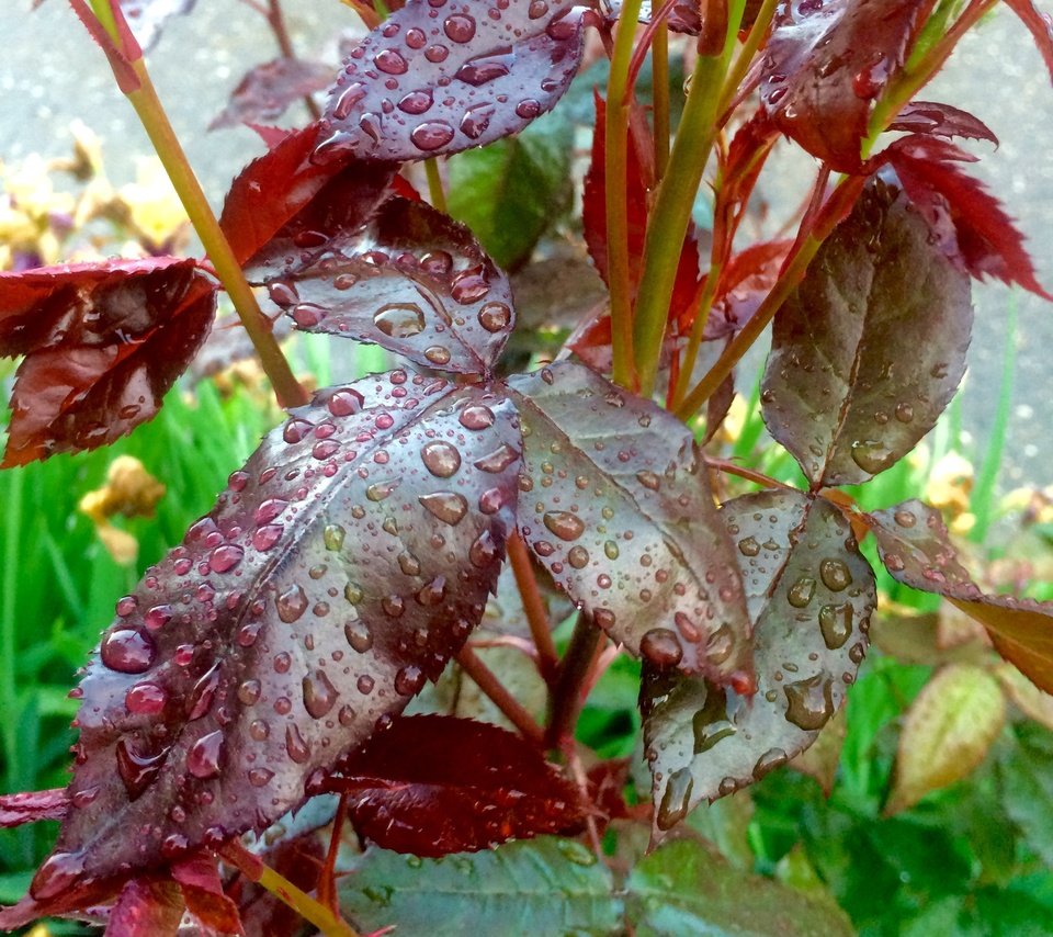 Обои листья, капли, капли воды, после дождя, leaves, drops, water drops, after the rain разрешение 2448x3264 Загрузить