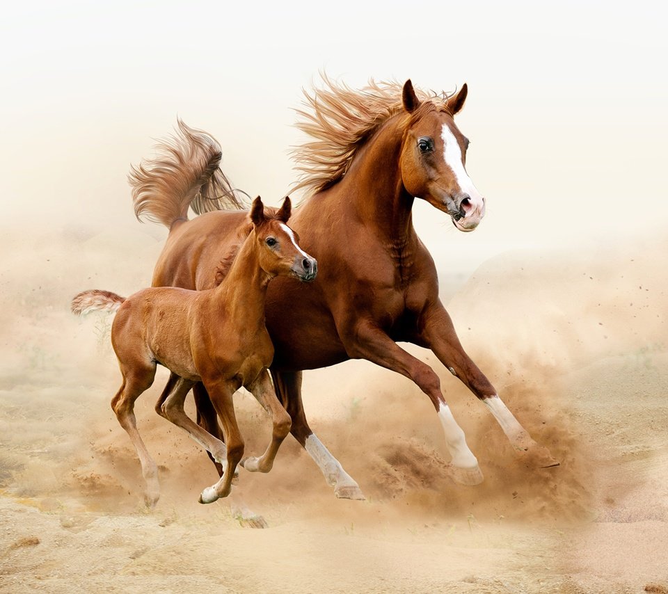 Обои лошадь, лошади, кони, пыль, грива, бег, жеребенок, horse, horses, dust, mane, running, foal разрешение 2560x1706 Загрузить